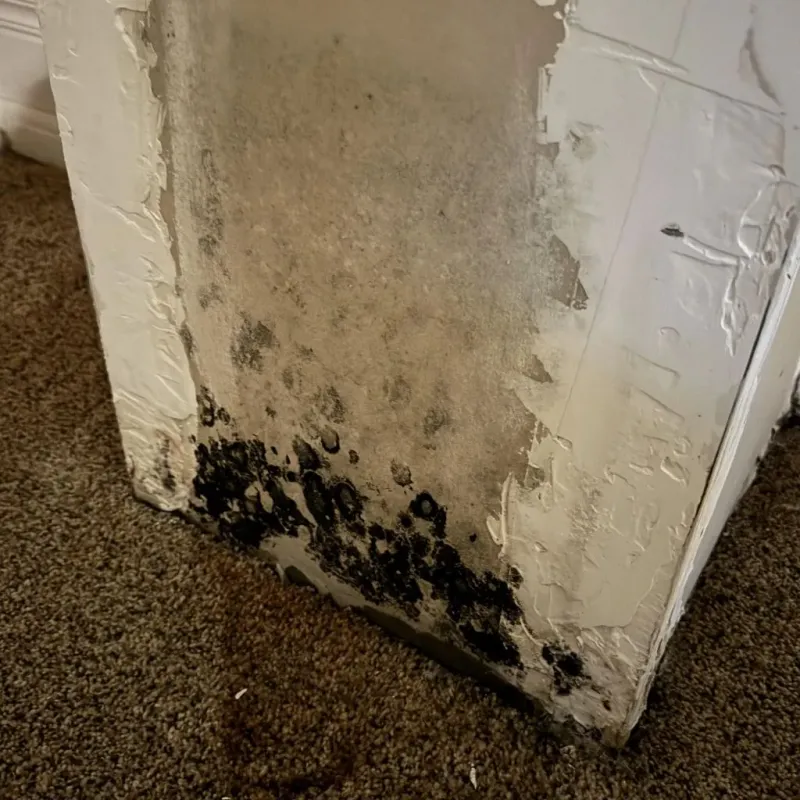Professional Mold Removal in Munday, TX
